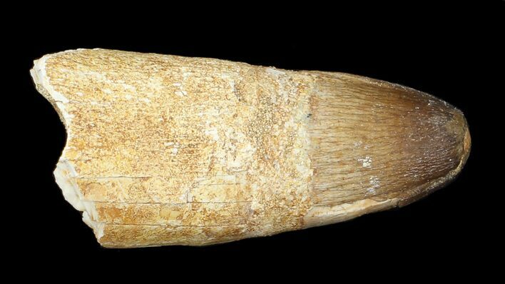 Rooted Crocodilian (Dyrosaur) Tooth - Morocco #43149